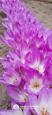 дача, ЗОЛОТОЙ КОЛОСОК - фото 13 