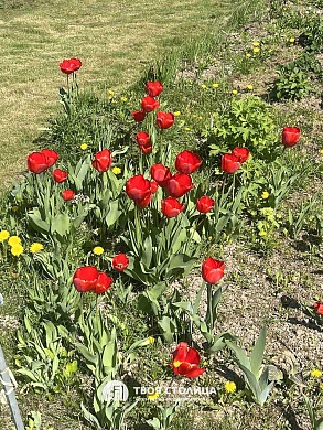 дача, Пралески - фото 5 