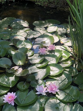 коттедж, Ждановичи - фото 2 