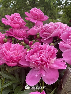 дача, Юхновка - фото 38 