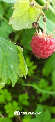 дача, ЗОЛОТОЙ КОЛОСОК - фото 9 