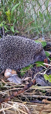 дача, ЗОЛОТОЙ КОЛОСОК - фото 18 