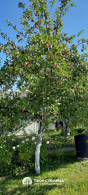 дача, ЗОЛОТОЙ КОЛОСОК - фото 6 