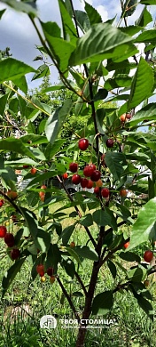 дача, ЗОЛОТОЙ КОЛОСОК - фото 7 