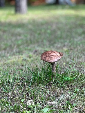 дом, Казельщина - фото 4 