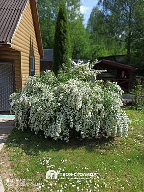 дача, Березовая роща - фото 37 
