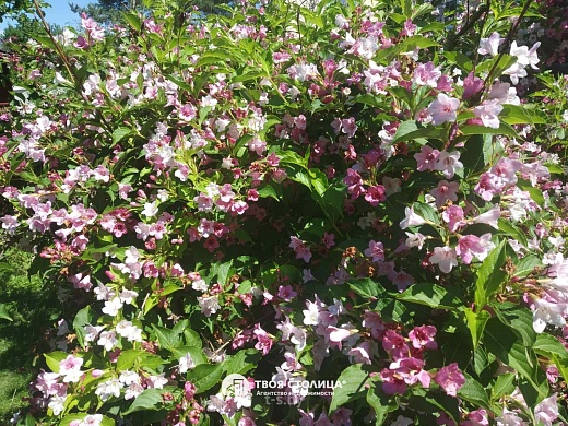 дача, Юхновка - фото 34 