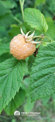 дача, ЗОЛОТОЙ КОЛОСОК - фото 9 