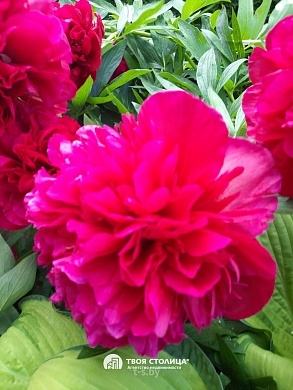 дача, Юхновка - фото 35 