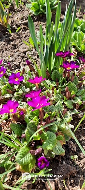 дача, ЗОЛОТОЙ КОЛОСОК - фото 14 