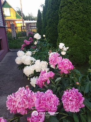 дача, Юхновка - фото 36 