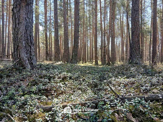 дом, Верейцы - фото 20 