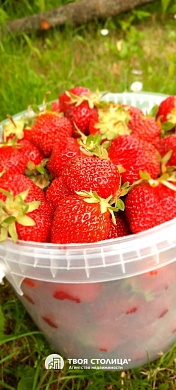 дача, ЗОЛОТОЙ КОЛОСОК - фото 17 