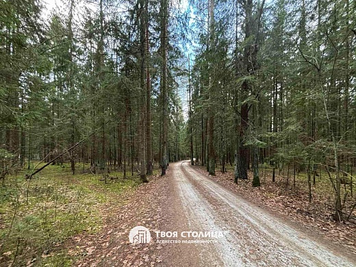 дача, Белая березка - фото 26 