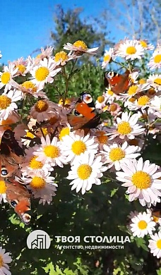 дача, ЗОЛОТОЙ КОЛОСОК - фото 16 