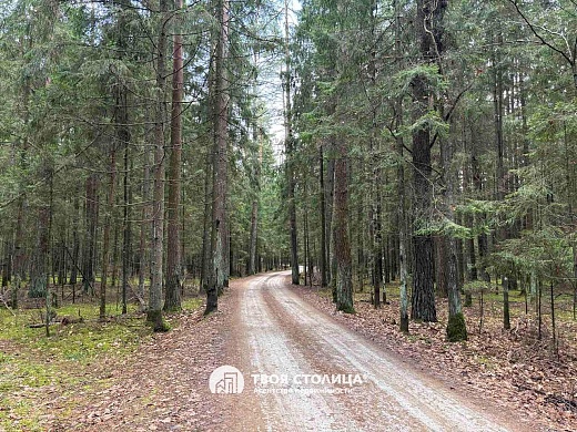 дача, Белая березка - фото 25 