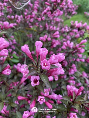 дача, Юхновка - фото 37 