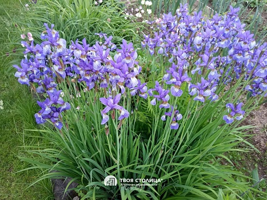 дача, Юхновка - фото 28 