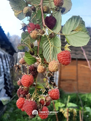 дача, ЗОЛОТОЙ КОЛОСОК - фото 8 