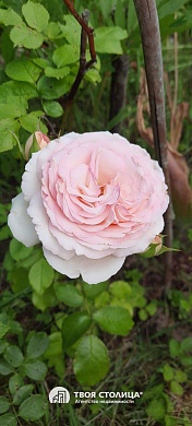 дача, ЗОЛОТОЙ КОЛОСОК - фото 15 