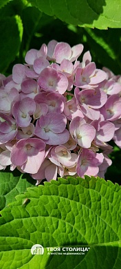 дача, ЗОЛОТОЙ КОЛОСОК - фото 12 