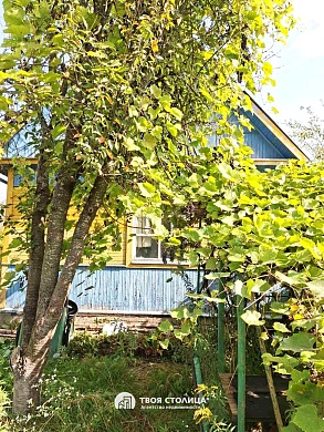 дача, Елочка - фото 5 